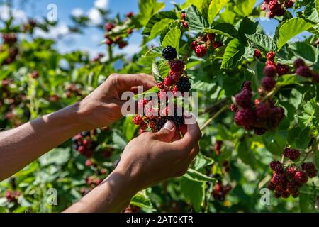 Der Landarbeiter pflückt in Nahaufnahme und selektiver Fokusansicht mit den Blättern der Pflanzen im Hintergrund reife Brombeeren aus dem brombeerenbusch Stockfoto