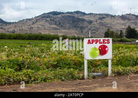 Äpfel Landwirtschaft Schild mit apfelsorten Obstsymbol, Landarbeiter auf den Feldern im Hintergrund, Okanagan Valley, British Columbia, Kanada Stockfoto