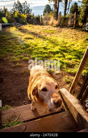 Freundlicher Hund wartet an einem glänzend sonnigen Tag vor der Tür einer Hütte im Wald auf seinen Meister. Stockfoto