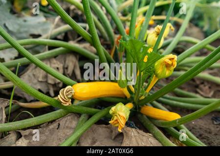 Unreife frische organische Erbstück gelbe Krokokneck Kürbis Pflanzenfrucht, Blumen, Stiele in Nahaufnahme selektive Fokusansicht, Open Field Gemüse Anbau Stockfoto