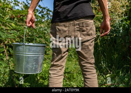 Schließen Sie die Rückansicht der unteren Hälfte des Menschen, der einen Metalleimer hält und zwischen den Brombeeren steht, und die Früchte, die in Ihrer Farm Pflücken Stockfoto