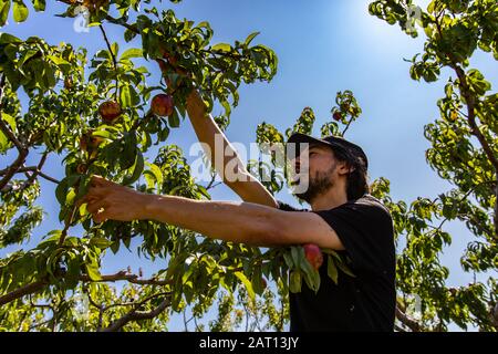 Niedriger Winkel und Seitenansicht eines glücklichen kaukasischen Mannes, der Nektarine pflückt, verschiedene Früchte von den Baumzweigen, unter dem Sonnenlicht am blauen Himmel Stockfoto