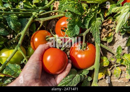 Die Ernte von auf freiem Feld angebauten, frischen roten reifen Tomatenfrüchten aus der Pflanze aus nächster Nähe Stockfoto
