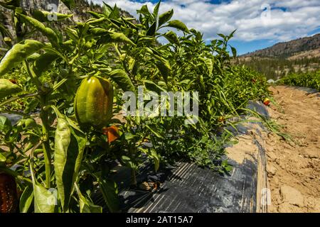 Unreife organische Erbstück grüne rote süße Paprika Capsicum wachsende Pflanzen Obst und Blätter, Gemüse öffnen Landwirtschaft Farm, Okanagan Valley Kanada Stockfoto