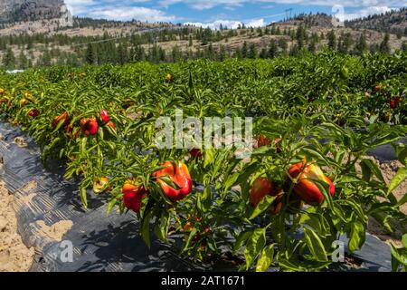 Rote Paprika auf freiem Feld, Capsicum Pflanzen Früchte auf schwarzem Kunststoff-Scheidegrund, Okanagan Valley, British Columbia, Kanada Stockfoto