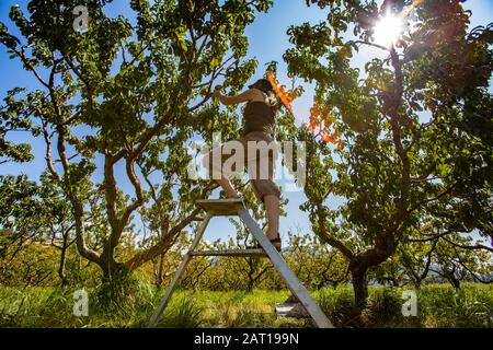 Die niedrige Sicht auf eine kaukasische Frau auf einer Leiter, pflückt Pfirsichfrüchte von einem Pfirsichbaum im Obstgarten, mit strahlender Sonne am blauen Himmel Stockfoto