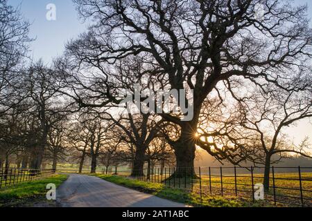 Winterbäume im Nachmittagslicht in der Nähe von Stanway, Cotswolds, Gloucestershire, England Stockfoto