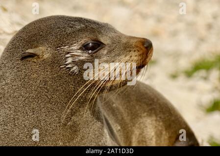 Felldichtung (Arctocephalus forsteri) auf dem Gehweg der Kaikoura-Halbinsel in der Seal Colony in Neuseeland Stockfoto