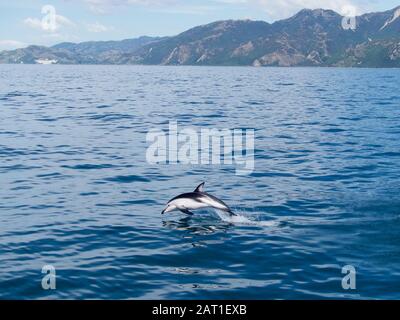 Duschiger Delphin (Lagenorhynchus obscurus), der von der Küste von Kaikoura, Neuseeland, aus dem Wasser mit Bergen im Hintergrund sprang Stockfoto