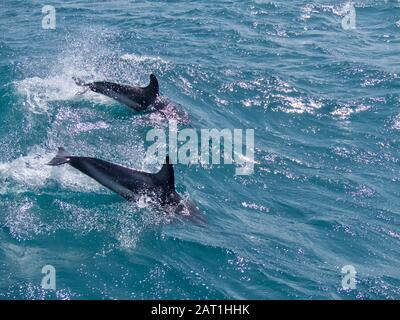 Zwei Dusky Dolphins, die mit vor der Küste von Kaikoura, Neuseeland, aufragenden Flusen ins Wasser eindringen Stockfoto