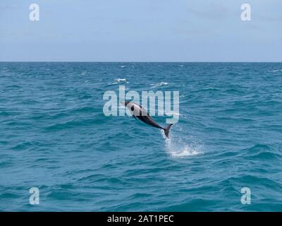 Duschiger Delphin (Lagenorhynchus obscurus), der aus dem Wasser vor der Küste von Kaikoura, Neuseeland, springt Stockfoto