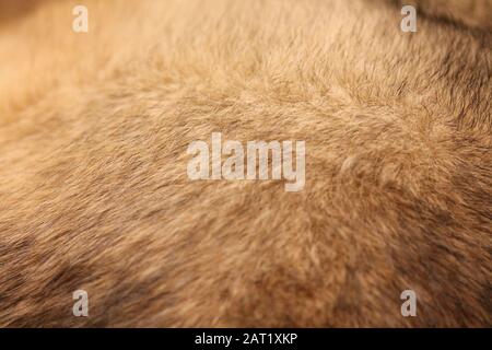 Abstrakter Hintergrund von Hundefellen aus gemischten Rassen aus nächster Nähe. Tierische Wolle. Großer oder mittelgroßer Puch. Kunstpelz in Sable Stockfoto