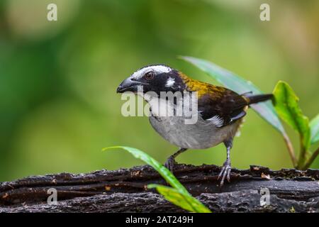 Schwarzgeflügelter Saltator - Saltator atripennis, großer weißer und gelber Perchvogel aus Südamerikawäldern, westlichen Andenhängen, Amagusa, Ecuador. Stockfoto