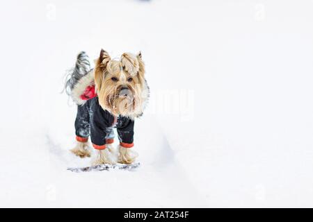 Yorkshire Terrier im Schnee mit Spielen im Park auf dem Schnee. Winterzeit. Hund im Mantel auf weißem, schneebedeckten Hintergrund. Stockfoto