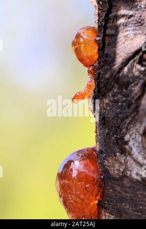 Nahaufnahme des Zahnfleischs, der aus dem Baumstamm von Acacia aufgrund von Stress austreten soll, South Australia Stockfoto