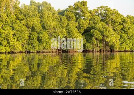 Mangroven an einem Seitenarm des Gambia-Flusses bei Bintang, Gambia, Westafrika Mangroves an einem Seitenarm des Gambia-Flusses bei Bintang, Gambia Stockfoto