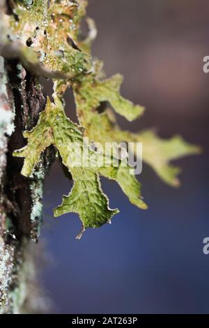 Lobaria pulmonaria oder Eiche Lungenkraut seltene Flechten in der primären Buchenwald, das wächst auf der Rinde alte Bäume Stockfoto