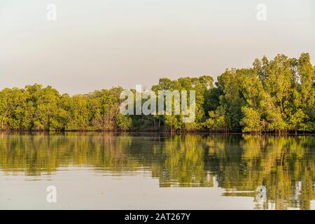 Mangroven an einem Seitenarm des Gambia-Flusses bei Bintang, Gambia, Westafrika Mangroves an einem Seitenarm des Gambia-Flusses bei Bintang, Gambia Stockfoto