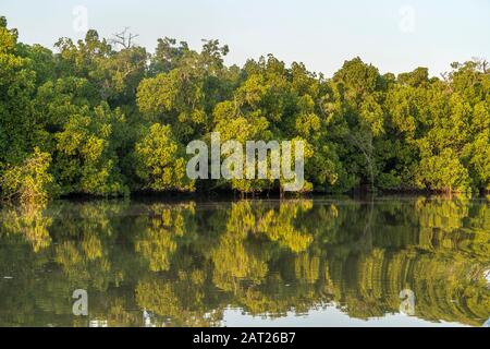 Mangroven an einem Seitenarm des Gambia-Flusses bei Bintang, Gambia, Westafrika Mangroves an einem Seitenarm des Gambia-Flusses bei Bintang, Gambia Stockfoto