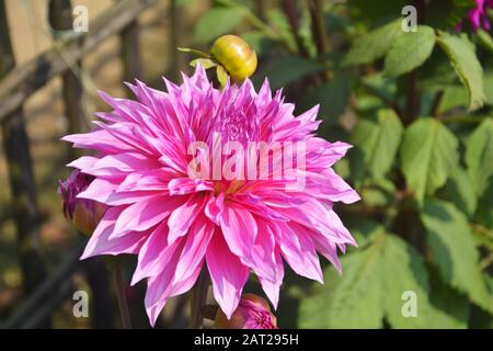 Nahaufnahme der schönen, pinkigen Dahlia pinnata Blume mit grünen Blättern, die im Garten wachsen, selektive Fokussierung Stockfoto