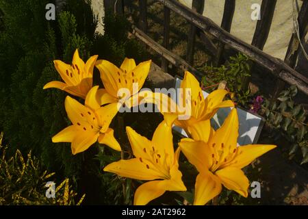 Nahaufnahme der schönen gelben Lilie ( Lilium ) Blumen mit Blättern, die im Garten wachsen und blühen, selektive Fokussierung Stockfoto