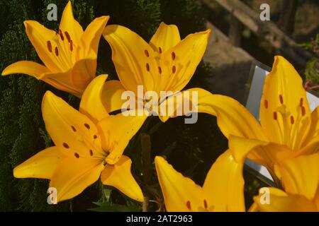 Nahaufnahme der schönen gelben Lilie ( Lilium ) Blumen mit Blättern, die im Garten wachsen und blühen, selektive Fokussierung Stockfoto