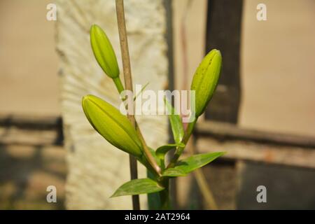 Nahaufnahme von drei grünen Knospen der Lilie ( Lilium ) Blume mit grünen Blättern, die im Garten wachsen, selektive Fokussierung Stockfoto