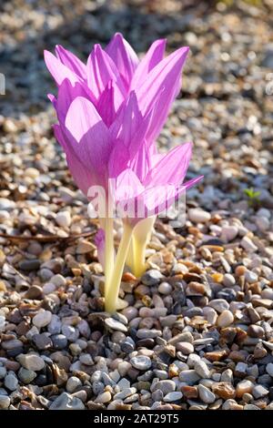 Blasslila Blumen von Colchicum Autumnale Antares, Herbst Crocus Antares umgeben von Kies Stockfoto