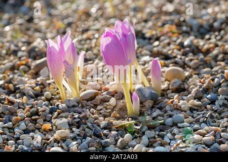 Blasslila Blumen von Colchicum Autumnale Antares, Herbst Crocus Antares umgeben von Kies Stockfoto