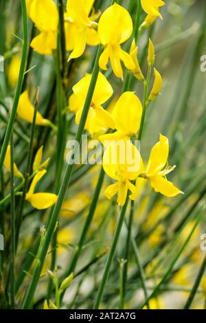 Die leuchtend gelben Blumen des Spartium juncheum, auch spanischer Besen oder Weberbäumchen und Rush Besen genannt Stockfoto