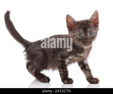 Eine einfache schwarze Katze ohne Rasse auf weißem Hintergrund Stockfoto