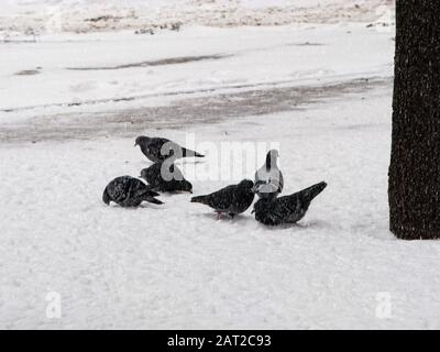Tauben sitzen im Winter im Schnee, es schneit. Die Vögel waren kalt und hungrig. Stockfoto