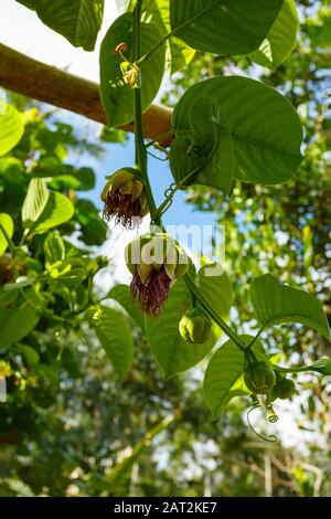 Riesengranadilla Passiflora quadraularis, Barbadine, Grenadine, Bali Indonesia Stockfoto