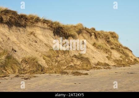 Erosion der Sanddünen am Beadnell Beach, Northumberland, Großbritannien. Stockfoto
