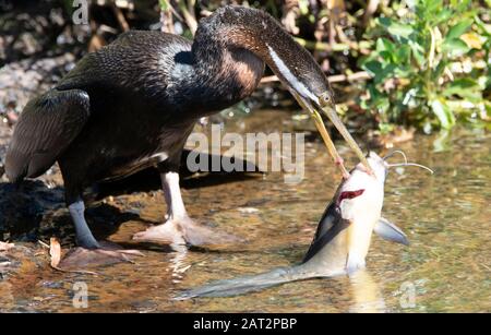 Australasian Darter, Fischfang im Sumpf des Northern Territory Stockfoto