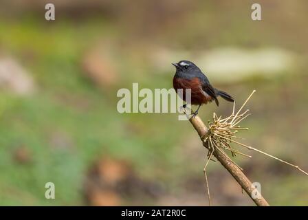 Schlaty-backed Chat-Tyrant - Ochthoeca cinnamomeiventris, schöner kleiner Perchvogel aus südamerikanischen Wäldern, östlichen Andenhängen, Guango-Lodge Stockfoto