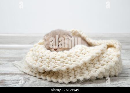 Das Kätzchen schläft auf einem schönen Strickpflaster. Stockfoto