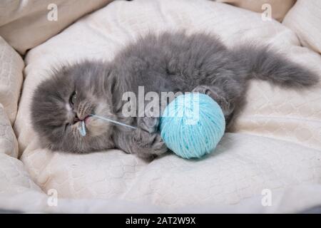 Ein kleines Kätzchen liegt auf einem Bett für Katzen und spielt mit einem Fadenball Stockfoto