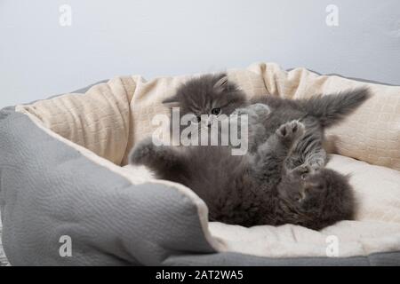 Zwei Kätzchen liegen auf dem Bett für Katzen. Kätzchen spielen Stockfoto