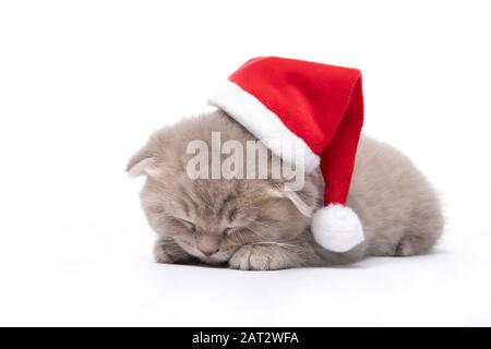 Rotes Kätzchen in einem Weihnachtsmütze liegt auf weißem Grund. Neues Jahr. Weihnachten Stockfoto