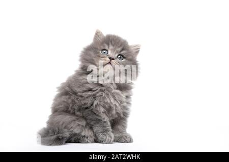 Schwarz-flauschige Kätzchen sitzt auf einem weiß isolierten Hintergrund Stockfoto