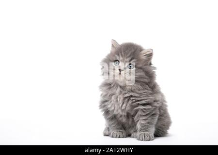 Wunderschönes Kätzchen sitzt isoliert auf einem weißen Hintergrund Stockfoto
