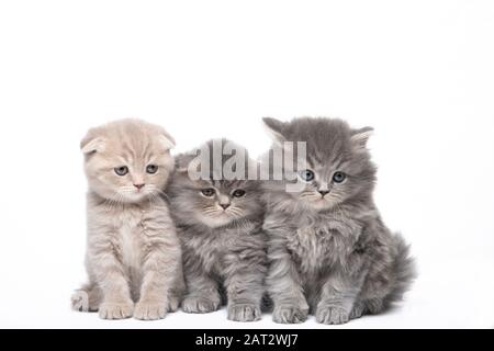 Drei schöne kleine Kätzchen isoliert auf weißem Hintergrund Stockfoto