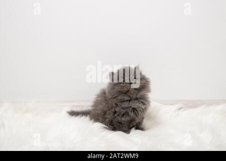 Schwarze, flauschige Kätzchen sitzen auf einem weißen Teppich im Zimmer Stockfoto