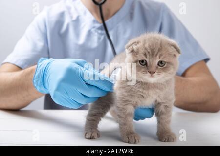 Ein Tierarzt in blauen Latexhandschuhen hält ein kleines Kätzchen. Stockfoto