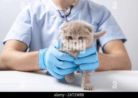 Ein Tierarzt in blauen Latexhandschuhen hält ein kleines Kätzchen. Stockfoto