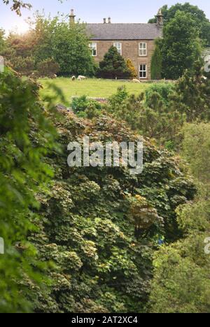 Cottage and Sheep, Allendale, Northumberland Stockfoto