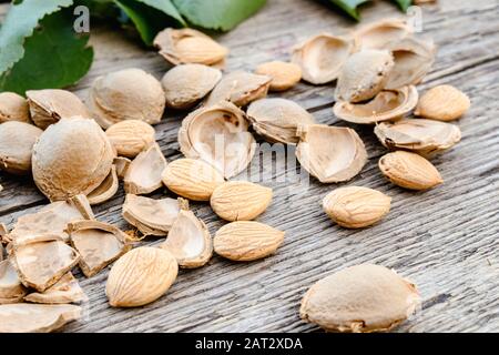 Der Kern von Aprikosen und Steinen auf dem Hintergrund alter Bretter. Aprikosengruben zur Herstellung von Tabletten und Medikamenten. Nahaufnahme. Stockfoto