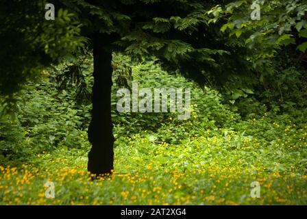 Hedgerow und Buttercups, Allendale, Northumberland Stockfoto