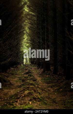 Reihen von Nadelholz Sitka Fichte Picea sitchensis Bäume in Davidstow Woods in Cornwall. Stockfoto